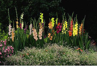 Xbox将在发布会中公布多款新游并更新游戏情报